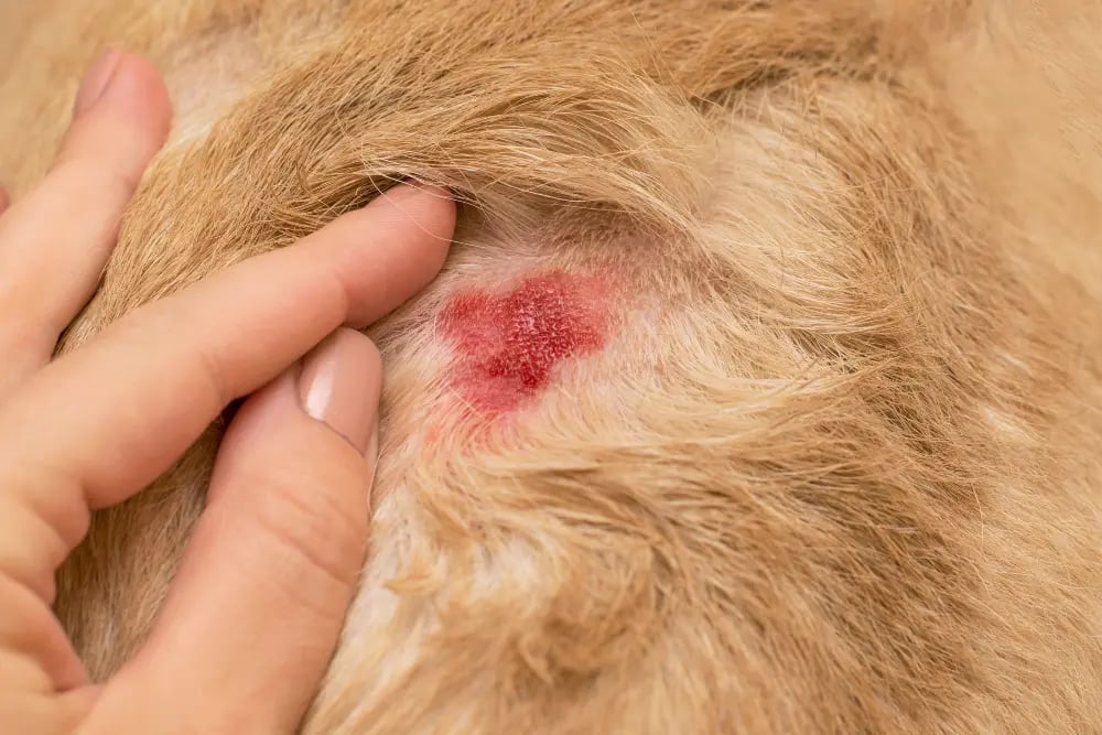 How to Prevent and Treat Hot Spots on Dogs